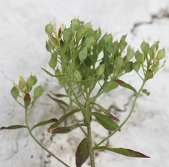 Odontarrhena muralis