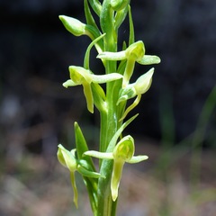 Platanthera brevifolia