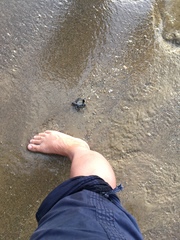 Eretmochelys imbricata