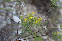 Odontarrhena muralis