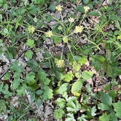 Bupleurum longifolium