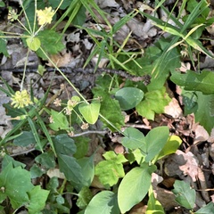 Bupleurum longifolium