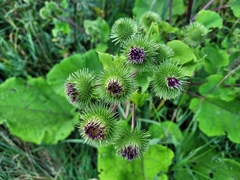 Arctium nemorosum