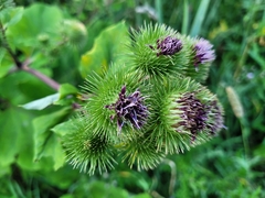 Arctium nemorosum