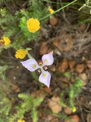 Moraea algoensis