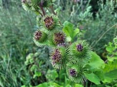 Arctium nemorosum