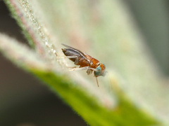 Anagyrus