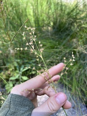 Juncus mexicanus