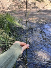 Juncus mexicanus