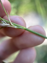 Juncus mexicanus