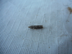 Moodna ostrinella
