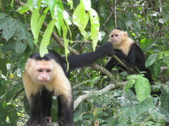 Cebus capucinus