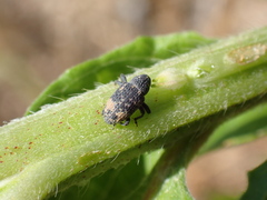 Tyloderma foveolatum