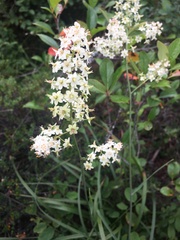 Stenanthium leimanthoides