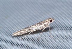 Batrachedra praeangusta