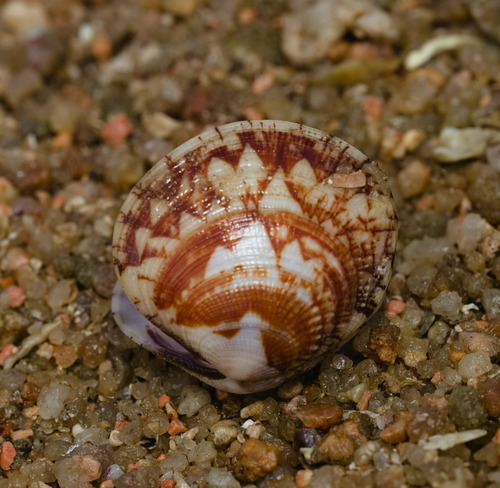 Gafrarium divaricatum