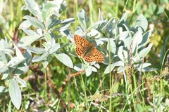 Boloria aquilonaris
