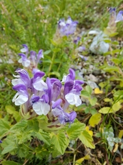 Scutellaria alpina