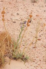 Penstemon angustifolius venosus