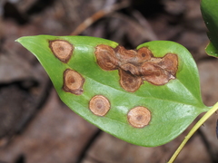 Botryosphaeriales