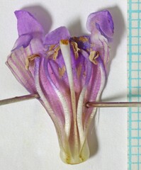 Penstemon angustifolius venosus