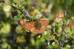 Boloria aquilonaris