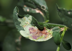 Calycomyza promissa