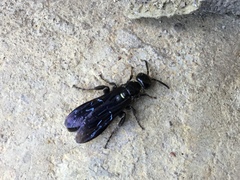 Myzinum obscurum