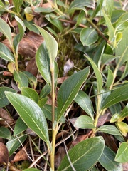 Salix pulchra