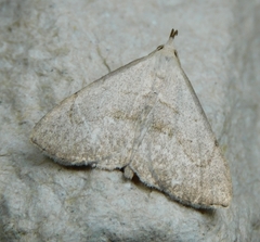 Macrochilo litophora
