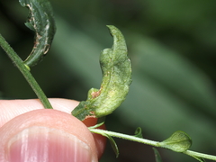 Calycomyza promissa