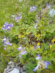 Scutellaria alpina