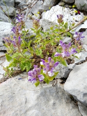 Scutellaria alpina