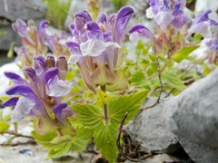 Scutellaria alpina