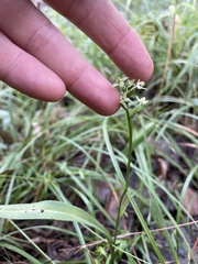 Image of Platanthera clavellata