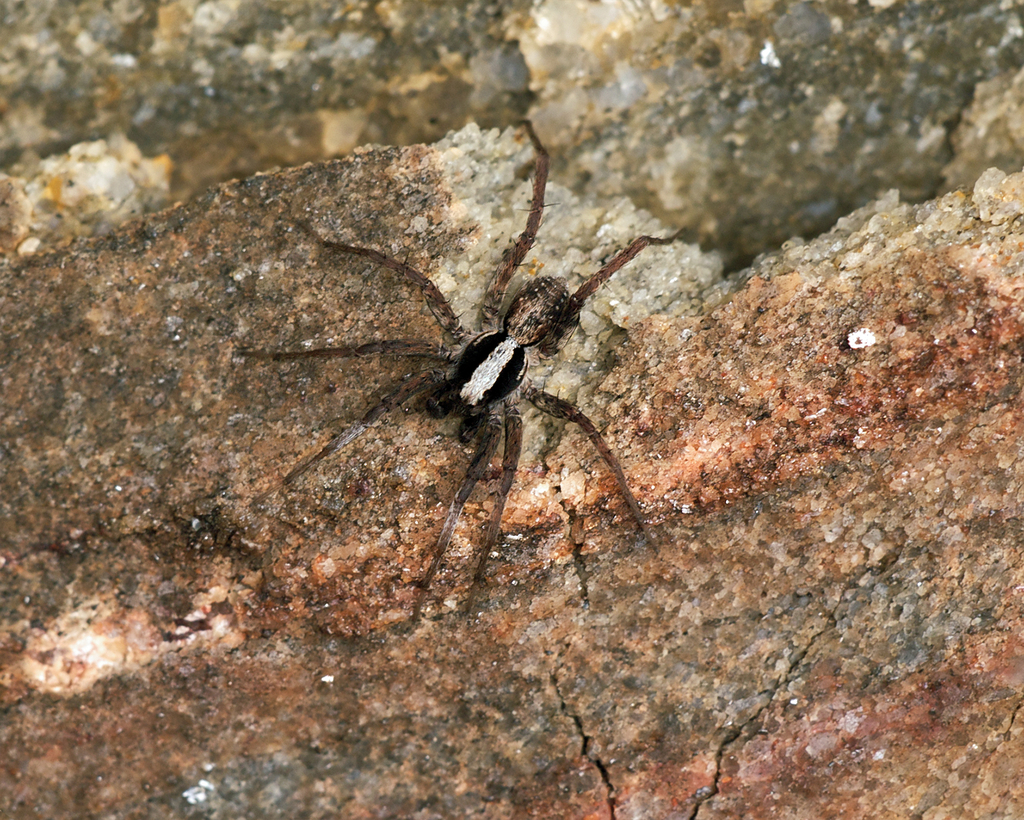Burnt Wolf Spider