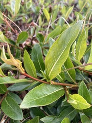 Salix pulchra