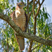 Pacific Baza - Photo (c) Peter and Shelly, some rights reserved (CC BY-NC), uploaded by Peter and Shelly