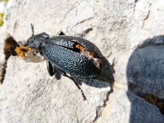 Carabus croaticus