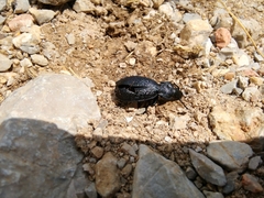 Carabus croaticus