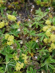 Euphrasia wettsteinii
