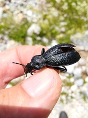 Carabus croaticus