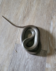 Coluber constrictor mormon