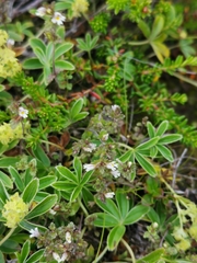 Euphrasia wettsteinii