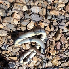 Coluber constrictor mormon