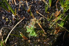 Micranthes foliolosa