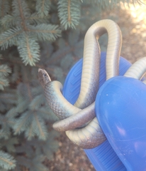 Coluber constrictor mormon