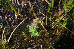 Micranthes foliolosa