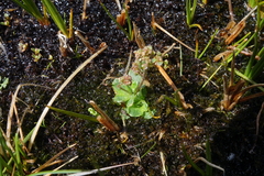 Micranthes foliolosa