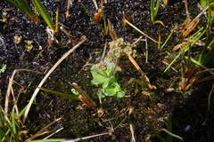 Micranthes foliolosa